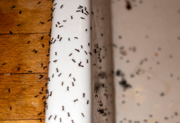 Best Spider Control Near Me  in Kemp Mill, MD