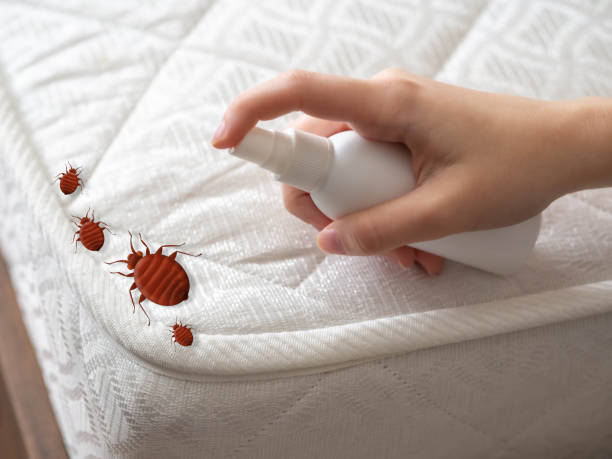 Reliable Kemp Mill, MD Pest Control Solutions