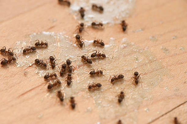 Best Best Pest Control Companies  in Kemp Mill, MD