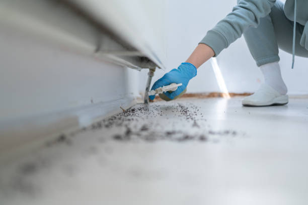 Best Affordable Pest Control Services  in Kemp Mill, MD